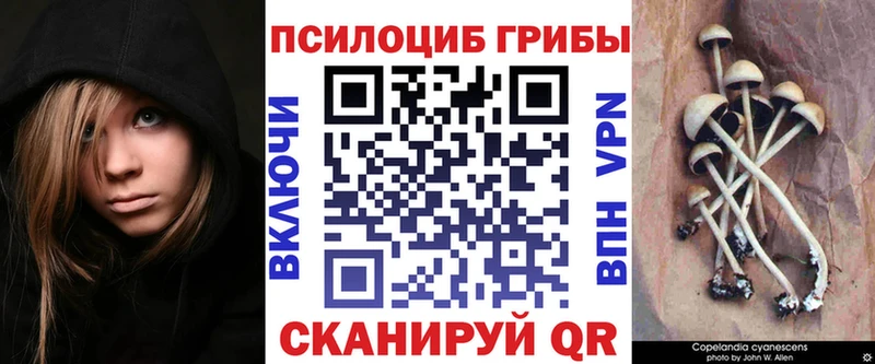 Галлюциногенные грибы Psilocybe  где купить наркоту  OMG ССЫЛКА  Заозёрск 